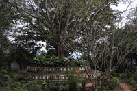 Bodi-Baum