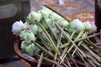 Lotusblumen