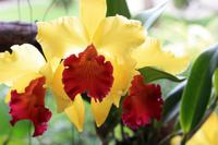 Orchideenfarm