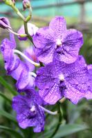Orchideenfarm