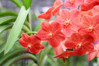 Orchideenfarm