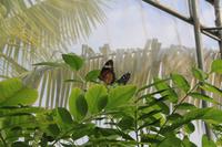 Orchideenfarm