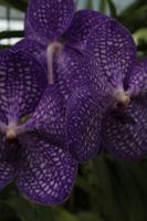 Orchideenfarm