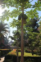 Papaya