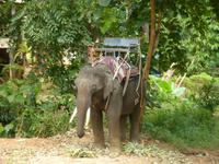 Elefantenausritt
