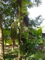 Wanderung im Khao Sok NP