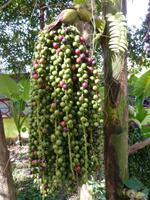 Wanderung im Khao Sok NP