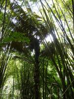 Wanderung im Khao Sok NP