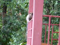 Frühstück der Affenbande