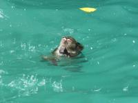 schwimmende Affen