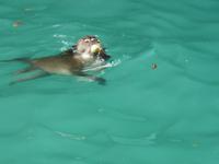 schwimmende Affen