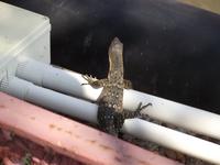 Tierischer Bewohner des Tempels