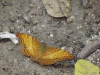 Schmetterling