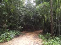 Khao Sok-Nationalpark