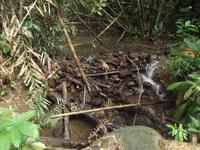 Khao Sok-Nationalpark