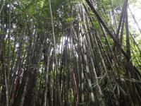 Khao Sok-Nationalpark