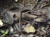 Khao Sok-Nationalpark