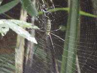 Khao Sok-Nationalpark