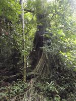 Khao Sok-Nationalpark