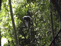 Affe im Khao Sok-Nationalpark 