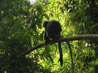 Affe im Khao Sok-Nationalpark 