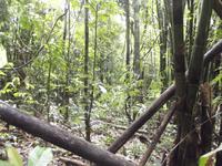 Khao Sok-Nationalpark