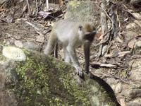 Affe im Khao Sok-Nationalpark 