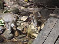 Affe im Khao Sok-Nationalpark 