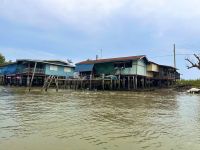 Khone Klone - Bootstour Mangrovensumpf