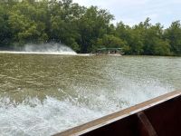 Khone Klone - Bootstour Mangrovensumpf