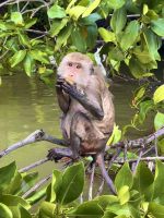 Khone Klone - Affen im Mangrovensumpf