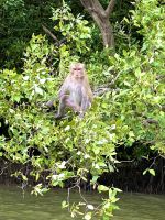 Khone Klone - Affen im Mangrovensumpf