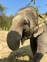 Chiang Mai - Elephant Jungle Sanctuary