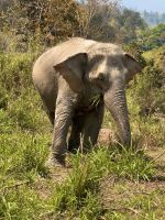 Chiang Mai - Elephant Jungle Sanctuary