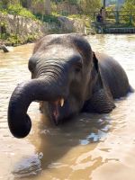 Chiang Mai - Elephant Jungle Sanctuary