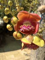 Chiang Mai - Royal Park Rajapruek