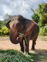 Elefant-Sanctuary-Camp