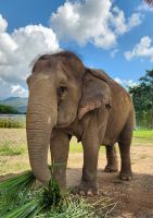 Elefant - Sanctuary-Camp