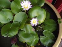 Blumenpracht