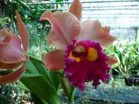 Orchideengarten