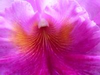 Orchideengarten
