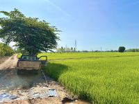 Thailand - Reisfeld