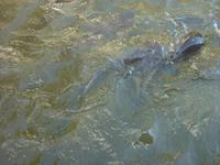 Welse in den Klongs 