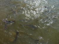 Welse in den Klongs 