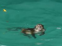 schwimmende Affen