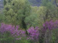 Blühende Judasbäume