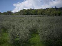 Olivenhain in Spello