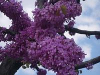 Blüten des Judasbaumes