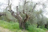 Olivenhain auf dem Weg zur Staufferburg in Castiglione del Lago