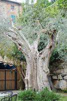 Alter Olivenbaum in Castiglione del Lago